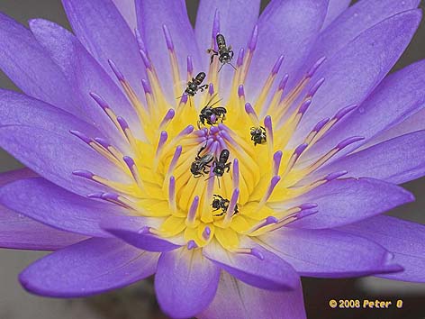 stingless bees on waterlily