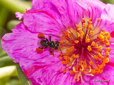 stingless bee collecting pollen