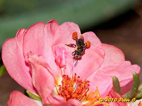 stingless bee with pollen