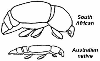 comparison of South African Small Hive Beetle and Australian native beetle