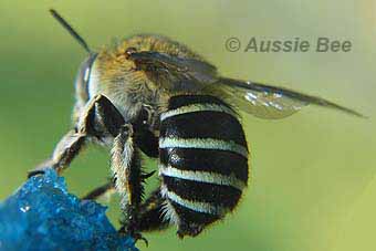 blue stripes of native blue banded bee, by Aussie Bee