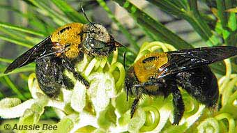 Great Carpenter Bees Xylocopa