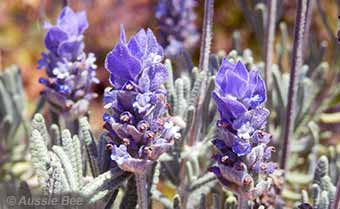 Lavender loved by blue banded bees