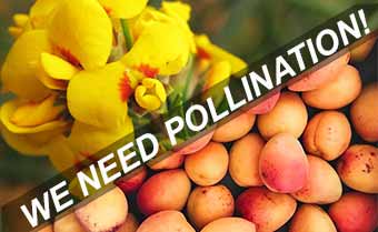 native bees are vital pollinators