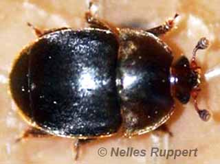 exotic south african small hive beetle - image nelles ruppert