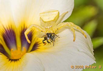 stingless bee and spider by Peter O