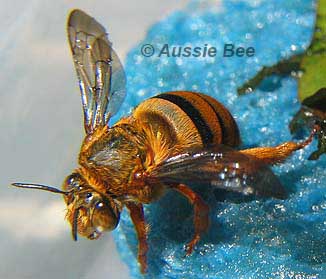 Teddy Bear bee by Aussie Bee